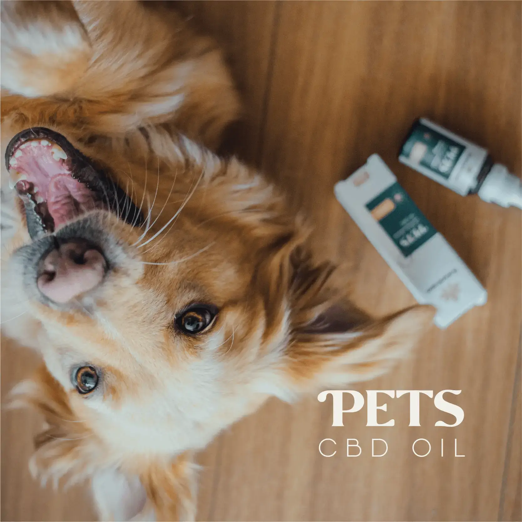 cbd-pets
